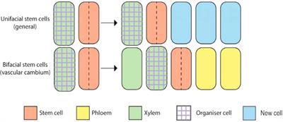 Phytohormones involved in vascular cambium activity in woods: current progress and future challenges